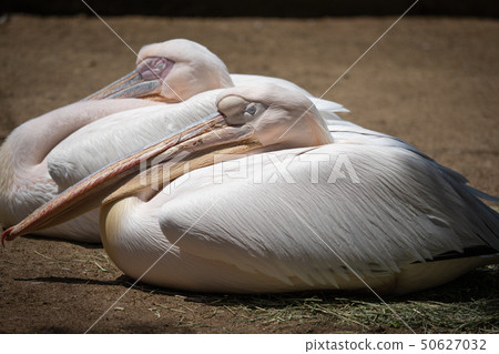 偉大的白色鵜鶘坐 50627032