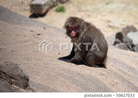 看見這裡的日本猴子 50627033