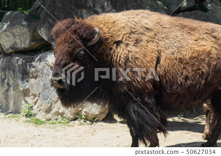 大美洲野牛 50627034