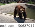 Ezo brown bear walking 50627035