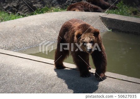 Ezo棕熊走路 50627035