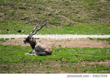 坐著黑色的男性背部 50627036