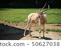  Sitatunga standing lonesomely 50627038