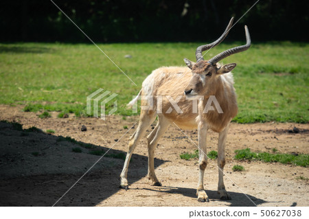 Sitatunga寂寞地站著 Sitatunga寂寞地站著 50627038