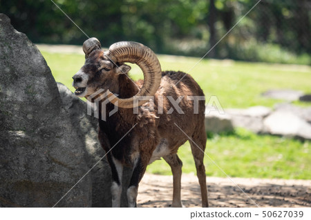 Mufron在野生動物園 Mufron在野生動物園 50627039