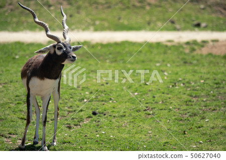 看在某事的Blackback男性 50627040