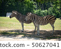 Two Chapman Zebras 50627041
