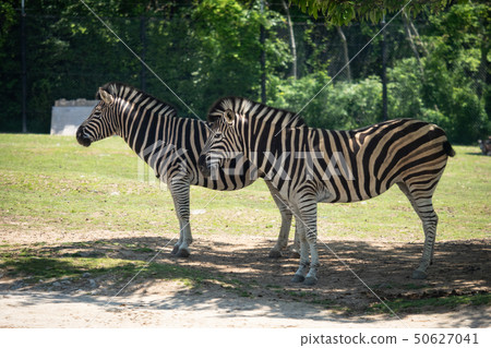 兩個查普曼斑馬 50627041