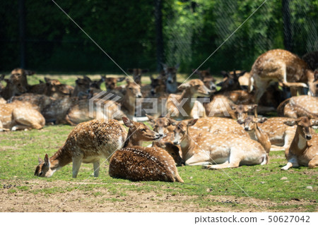 Group of female black back 50627042