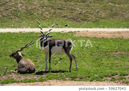 兩個男性的黑背 50627043