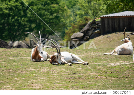 三個Colo Orix 50627044