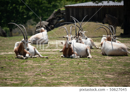 白色羚羊群 50627045