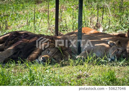 白羚羊,哺乳動物,動物,牛,歐力士,角,野生動物園,性質,羚羊, 白羚羊,哺乳動物,動物,牛,歐力士,角,野生動物園,性質,羚羊, 50627046