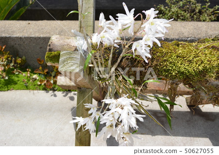 2019.4.28 full bloom 2019.4.28 full bloom 50627055