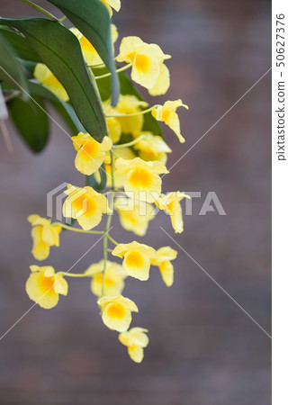 Yellow orchid flower (Dendrobium lindleyi Steud) 50627376