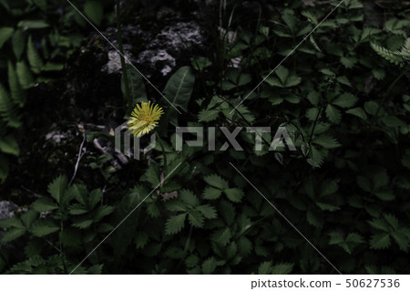 野生蒲公英 野生蒲公英 50627536