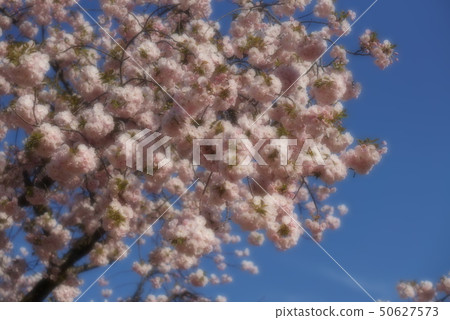 Sakura of graduation Sakura of graduation 50627573