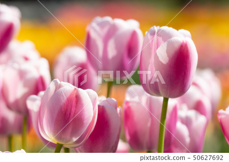 Pastel tulips and spring light Pastel tulips and spring light 50627692