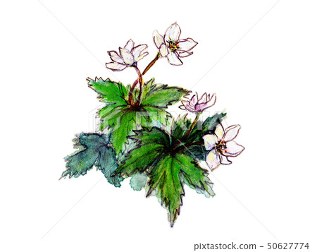 Nirinsou Nirinsou 50627774