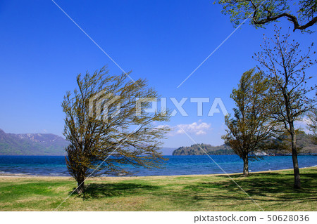Lake Towada, a tree that grew in a strong wind Lake Towada, a tree that grew in a strong wind 50628036