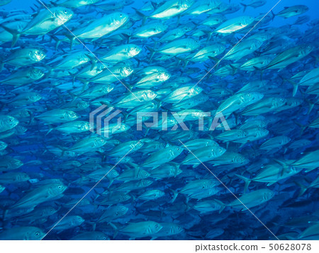 一群魚 一群魚 50628078
