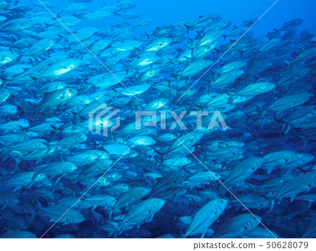 A group of fish 50628079