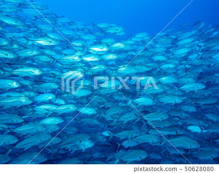 A group of fish 50628080