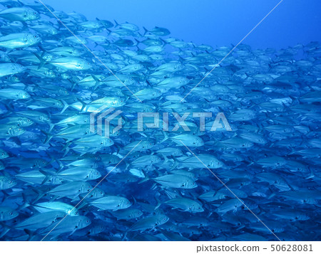 一群魚 一群魚 50628081