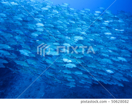 一群魚 一群魚 50628082