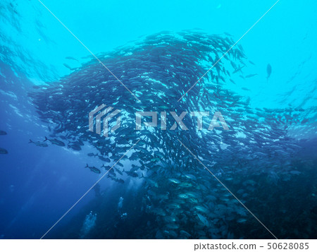 一群魚 一群魚 50628085