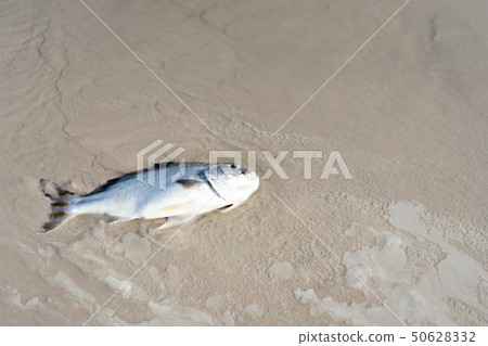 Dead fish on the beach Marine pollution 50628332