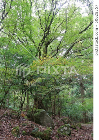 Hardwood forest 50628357