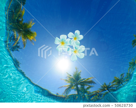 Plumeria Plumeria 50628730