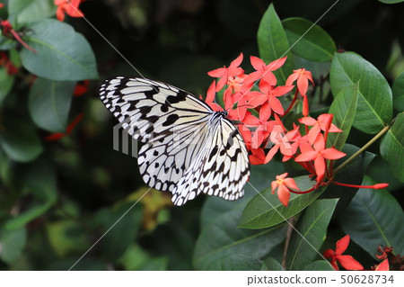 A butterfly on Ishigaki Island (3) 50628734