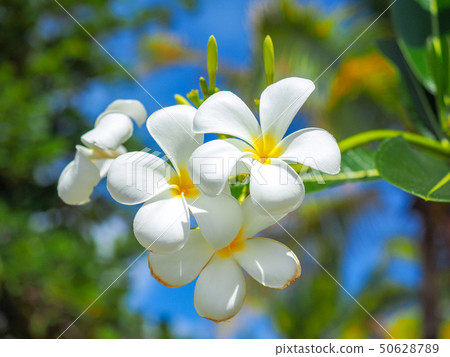 Plumeria Plumeria 50628789