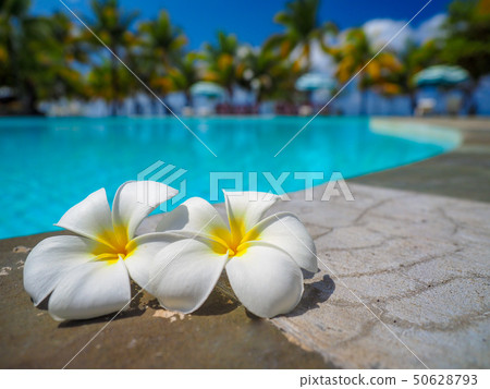 Plumeria 50628793