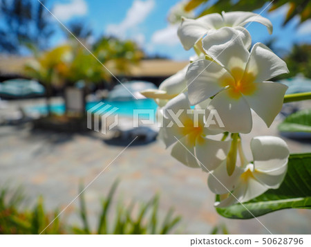 Plumeria 50628796