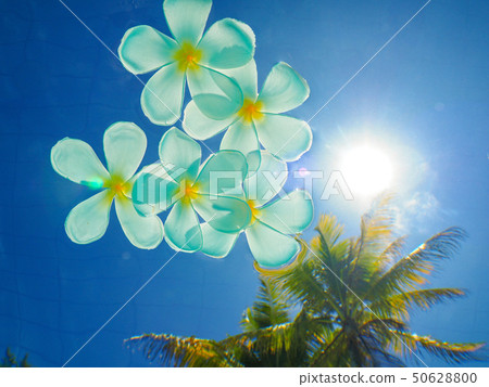 Plumeria Plumeria 50628800