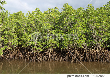 西表島的朋友河紅樹林(2) 西表島的朋友河紅樹林(2) 50628889