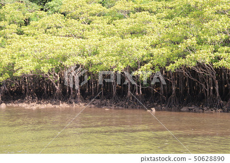 Friend river mangrove of Iriomote Island (3) Friend river mangrove of Iriomote Island (3) 50628890