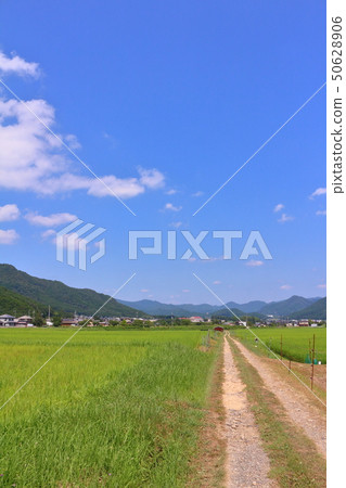Ichijima Town, summer countryside Ichijima Town, summer countryside 50628906