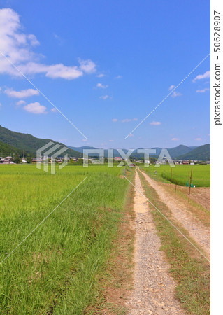 Ichijima Town, summer countryside Ichijima Town, summer countryside 50628907