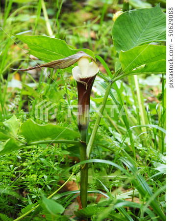 YUKIMOCHISOU 50629088