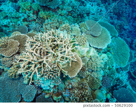 Coral 50629100
