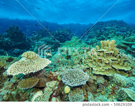 Coral 50629109