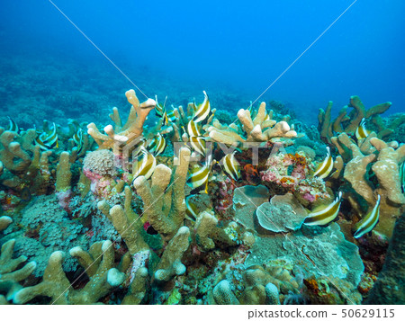 Coral 50629115