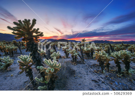 Cholla Cactus Garden in Joshua Tree National Park at sunset Cholla Cactus Garden in Joshua Tree National Park at sunset 50629369