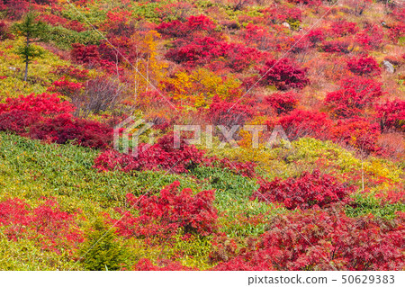 Shika Kogen在秋葉Nanakamado 50629383