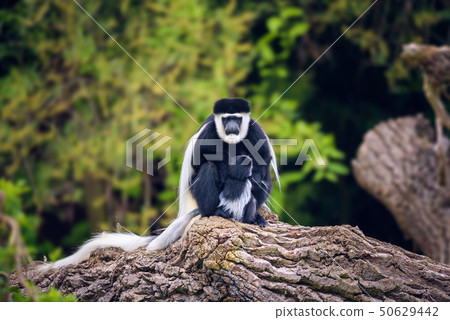 Mantled guereza and its baby 50629442
