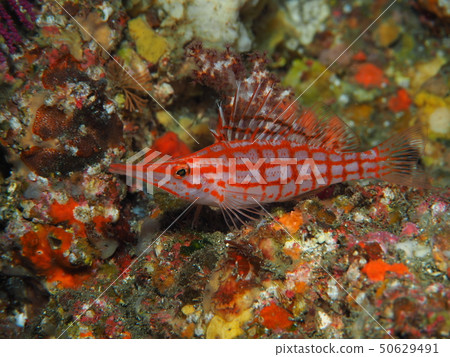 Kudagonbe 水下照片伊豆大島 50629491